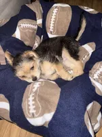 Malachi, a male Yorkshire Terrier for sale in Kissimmee, FL – 3 of 4
