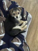 Malachi, a male Yorkshire Terrier for sale in Kissimmee, FL – 2 of 4