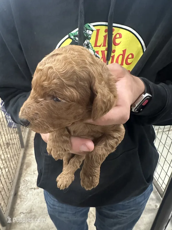 Luna – Poodle - Standard  puppy for sale in Snohomish, WA