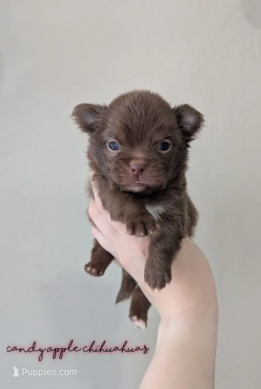 ♂️ AKC Long Hair Chihuahua Puppy – Chihuahua puppy for sale in Everett, WA