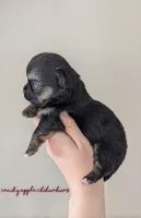 ♂️ AKC Long Hair Chihuahua Puppy, a male Chihuahua for sale in Everett, WA – 2 of 2