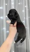 ♂️ AKC Long Hair Chihuahua Puppy, a male Chihuahua for sale in Everett, WA – 2 of 2
