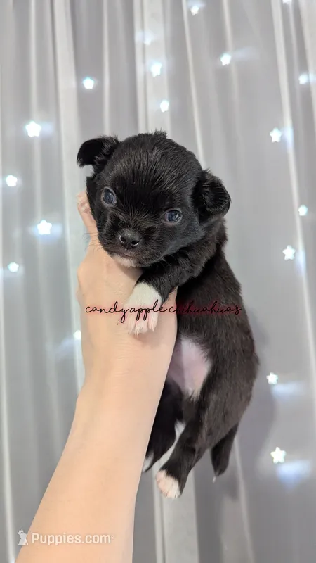 ♂️ AKC Long Hair Chihuahua Puppy – Chihuahua puppy for sale in Everett, WA
