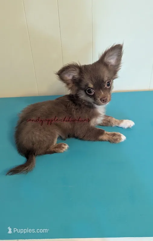 ♂️ AKC Long Hair Chihuahua Puppy – Chihuahua puppy for sale in Everett, WA