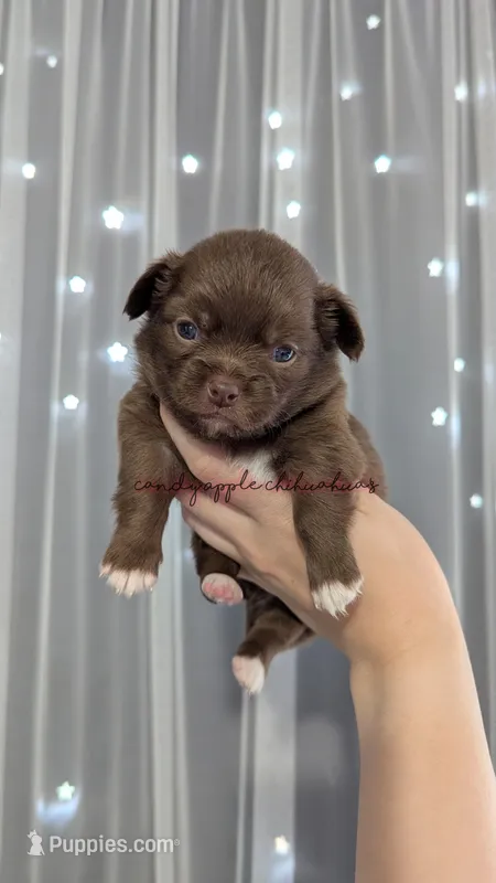 ♂️ AKC Long Hair Chihuahua Puppy – Chihuahua puppy for sale in Everett, WA