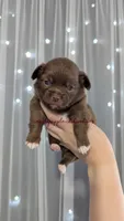 ♂️ AKC Long Hair Chihuahua Puppy, a male Chihuahua for sale in Everett, WA – 1 of 2
