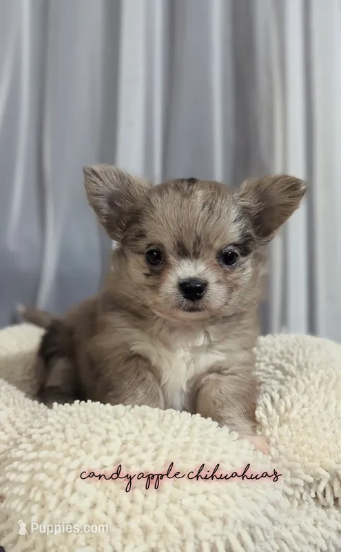 ♀️ AKC Long Hair Chihuahua