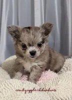 ♀️ AKC Long Hair Chihuahua, a female Chihuahua for sale in Everett, WA – Photo 2 of 3