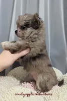 ♀️ AKC Long Hair Chihuahua, a female Chihuahua for sale in Everett, WA – Photo 3 of 3