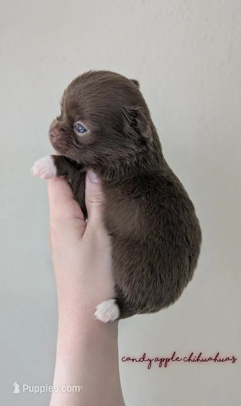 ♂️ AKC Long Hair Chihuahua Puppy – Chihuahua puppy for sale in Everett, WA