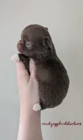 ♂️ AKC Long Hair Chihuahua Puppy, a male Chihuahua for sale in Everett, WA – 1 of 2