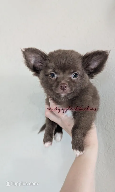 ♂️ AKC Long Hair Chihuahua Puppy – Chihuahua puppy for sale in Everett, WA