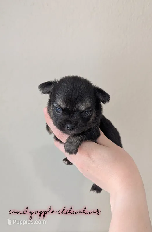 ♂️ AKC Long Hair Chihuahua Puppy – Chihuahua puppy for sale in Everett, WA