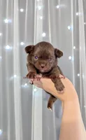 ♂️ AKC Long Hair Chihuahua Puppy, a male Chihuahua for sale in Everett, WA – 1 of 2