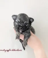 ♂️ AKC Long Hair Chihuahua Puppy, a male Chihuahua for sale in Everett, WA – 1 of 2