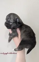 ♂️ AKC Long Hair Chihuahua Puppy, a male Chihuahua for sale in Everett, WA – 2 of 2