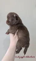 ♂️ AKC Long Hair Chihuahua Puppy, a male Chihuahua for sale in Everett, WA – 2 of 2