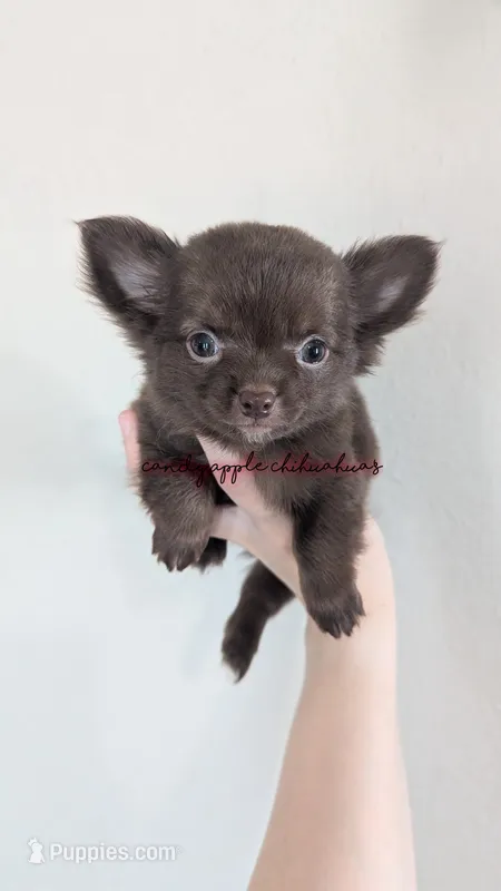 ♂️ AKC Long Hair Chihuahua Puppy – Chihuahua puppy for sale in Everett, WA