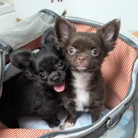 ♂️ AKC Long Hair Chihuahua, a male Chihuahua for sale in Everett, WA – Photo 2 of 3