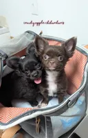 ♂️ AKC Long Hair Chihuahua, a male Chihuahua for sale in Everett, WA – Photo 2 of 3