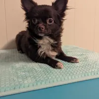 ♂️ AKC Long Hair Chihuahua, a male Chihuahua for sale in Everett, WA – Photo 3 of 3