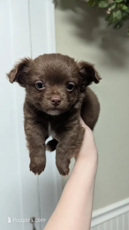 ♂️ AKC Long Hair Chihuahua