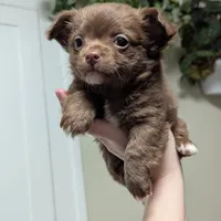 ♂️ AKC Long Hair Chihuahua, a male Chihuahua for sale in Everett, WA – Photo 2 of 3