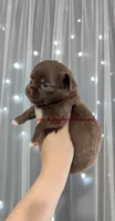 ♂️ AKC Long Hair Chihuahua Puppy, a male Chihuahua for sale in Everett, WA – 2 of 2