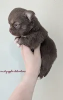 ♂️ AKC Long Hair Chihuahua Puppy, a male Chihuahua for sale in Everett, WA – 2 of 2