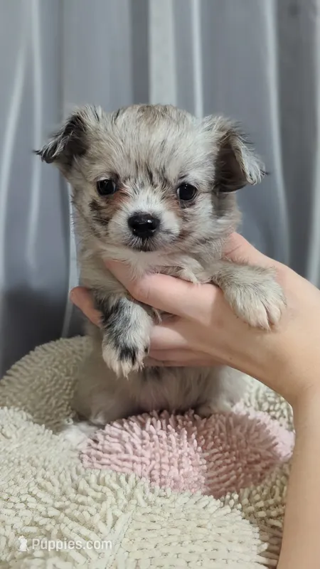 ♀️ AKC Long Hair Chihuahua