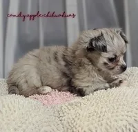 ♀️ AKC Long Hair Chihuahua, a female Chihuahua for sale in Everett, WA – Photo 3 of 3