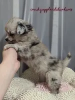 ♀️ AKC Long Hair Chihuahua, a female Chihuahua for sale in Everett, WA – Photo 2 of 3