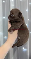 ♂️ AKC Long Hair Chihuahua Puppy, a male Chihuahua for sale in Everett, WA – 2 of 2
