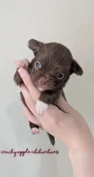 ♂️ AKC Long Hair Chihuahua Puppy, a male Chihuahua for sale in Everett, WA – 2 of 2