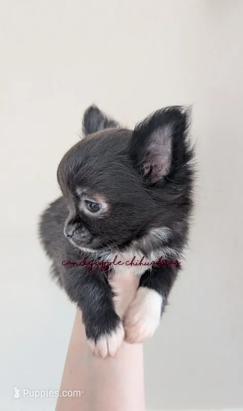 ♂️ AKC Long Hair Chihuahua Puppy – Chihuahua puppy for sale in Everett, WA