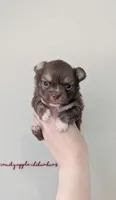 ♂️ AKC Long Hair Chihuahua Puppy, a male Chihuahua for sale in Everett, WA – 1 of 2