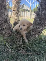 Female(2), a female Goldendoodle for sale in Los Angeles, CA – 3 of 3
