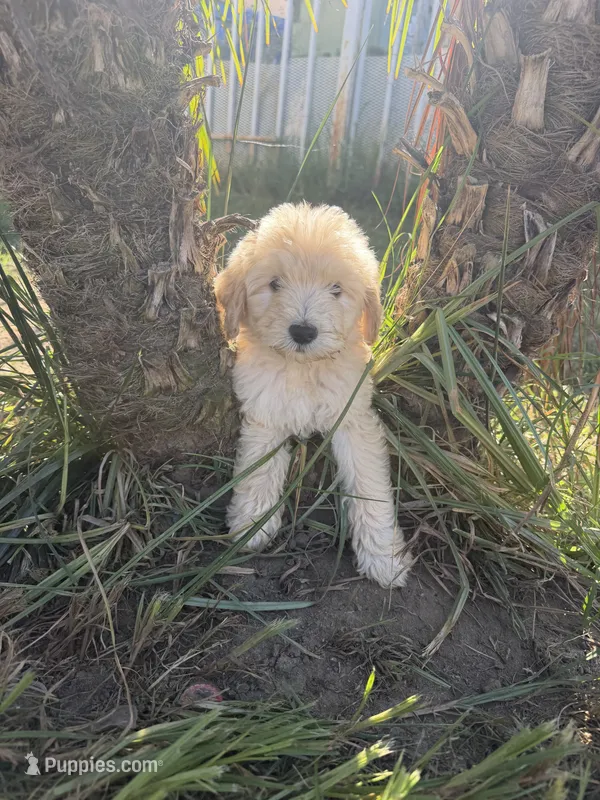 3rd female  – Goldendoodle puppy for sale in Los Angeles, CA