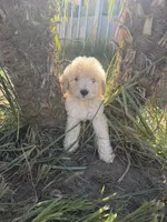 3rd female , a female Goldendoodle for sale in Los Angeles, CA – 1 of 3