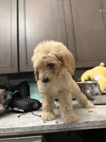 Female , a female Goldendoodle for sale in Los Angeles, CA – Photo 2 of 2