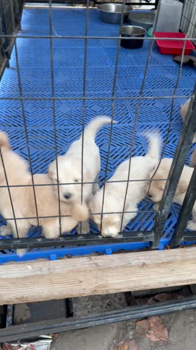 Females/ males , a male Goldendoodle for sale in Los Angeles, CA – 3 of 3