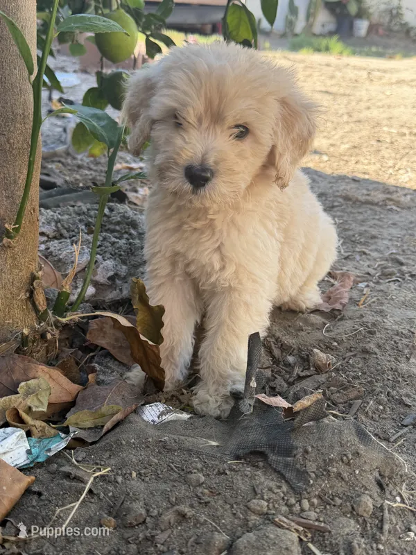 Male – Goldendoodle puppy for sale in Los Angeles, CA