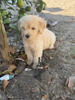 Male, a male Goldendoodle for sale in Los Angeles, CA – 3 of 5
