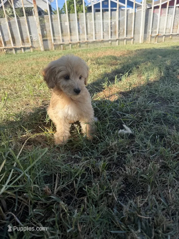Female(2) – Goldendoodle puppy for sale in Los Angeles, CA