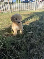 Female(2), a female Goldendoodle for sale in Los Angeles, CA – 1 of 3