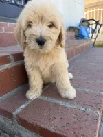 Female (1), a female Goldendoodle for sale in Los Angeles, CA – 3 of 3