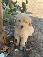 Male, a male Goldendoodle for sale in Los Angeles, CA – 5 of 5