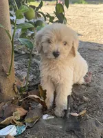 Male, a male Goldendoodle for sale in Los Angeles, CA – 2 of 5