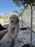Male, a male Goldendoodle for sale in Los Angeles, CA – Photo 2 of 2