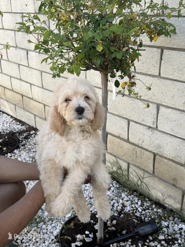 Female , a female Goldendoodle for sale in Los Angeles, CA – Photo 1 of 2